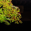 鎌倉プレ紅葉情報Ⅲ（長勝寺）