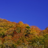 紅葉燦々