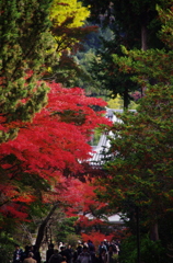 鎌倉紅葉情報Ⅰ（円覚寺）