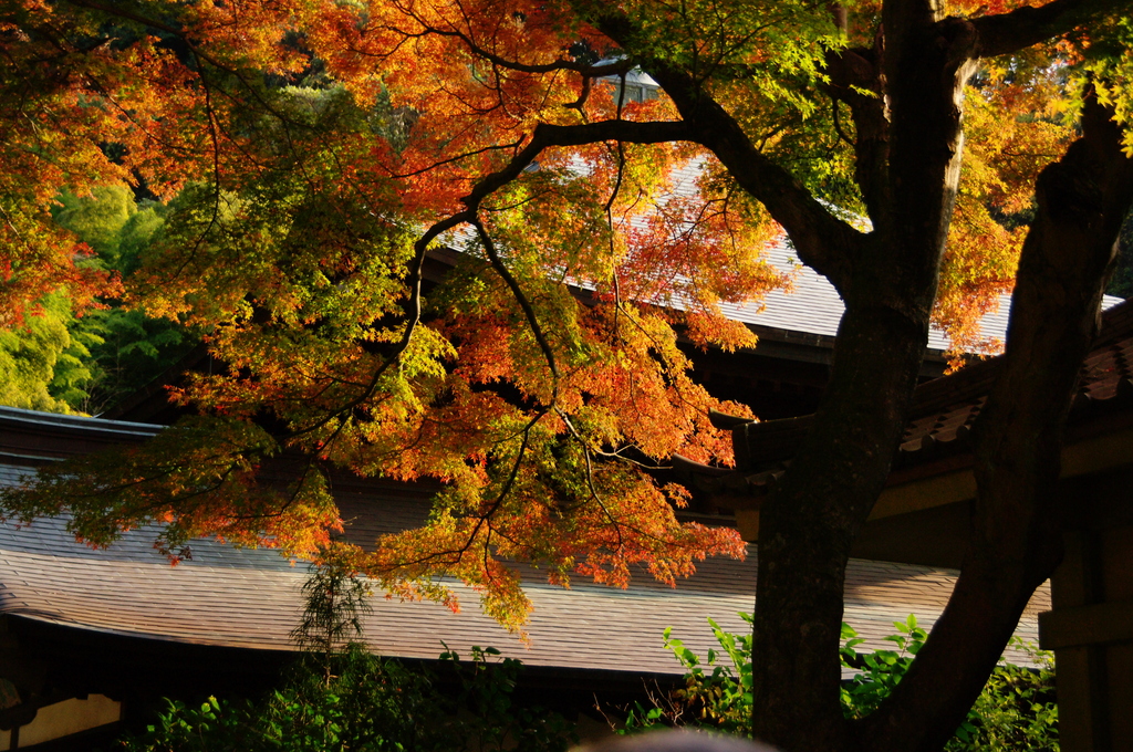 鎌倉紅葉情報Ⅸ（瑞泉寺）