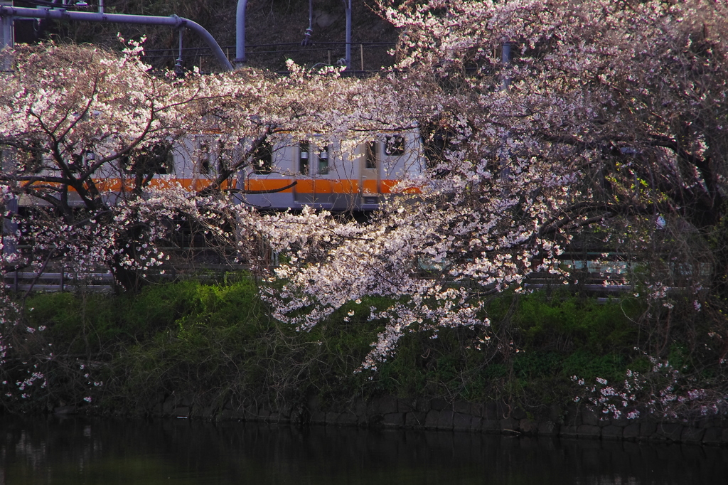 桜姿11（飯田橋）