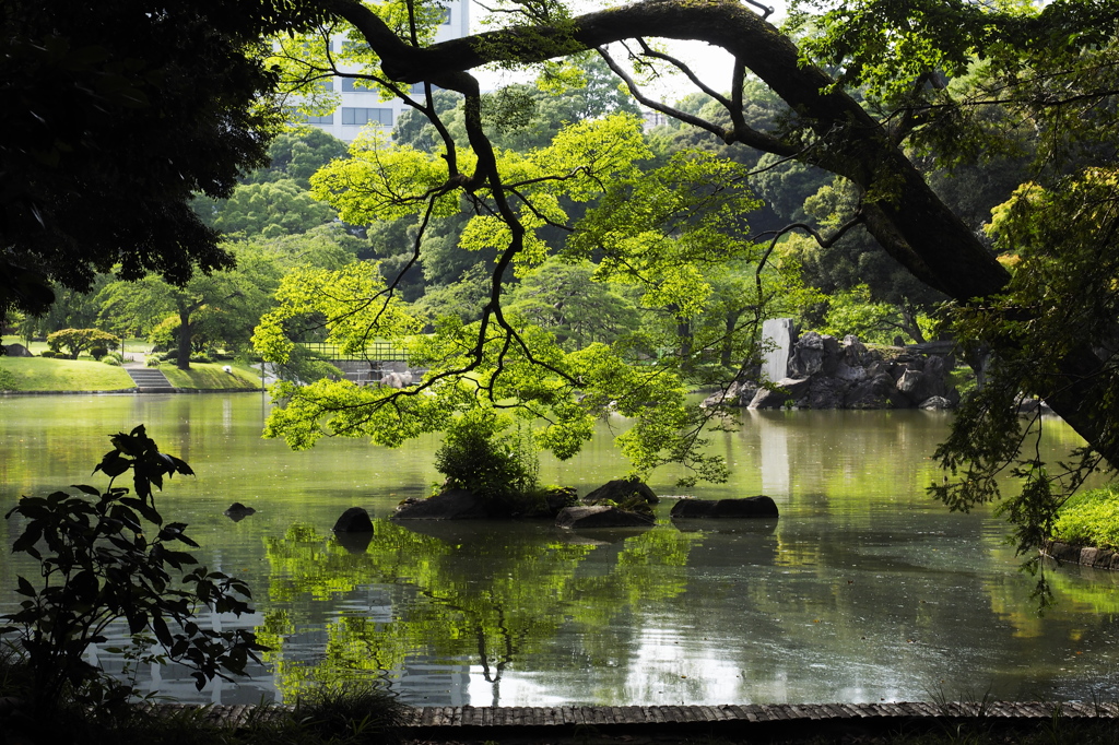 緑陰涼感