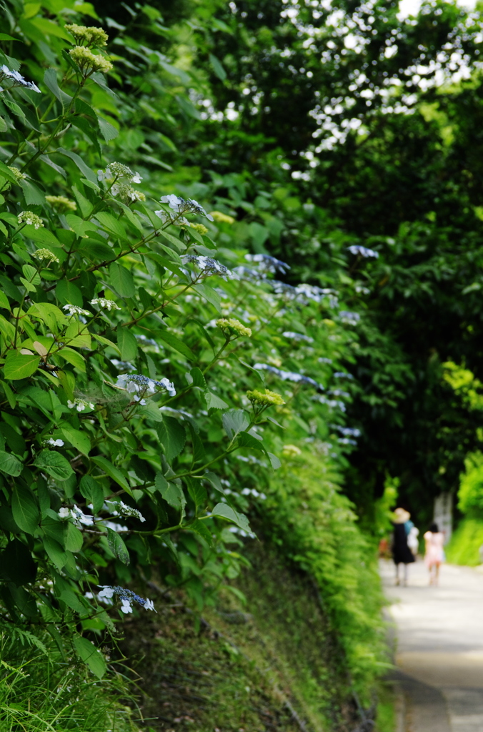 紫陽花小路Ⅲ