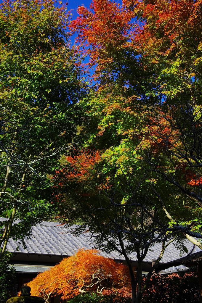 鎌倉紅葉情報2-2（光則寺）