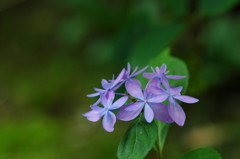 石鎚の花