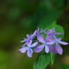 石鎚の花