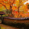 2012年紅葉情報（老欅荘着飾るⅦ）