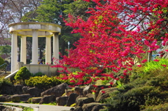 緋寒桜唄う