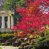 緋寒桜唄う