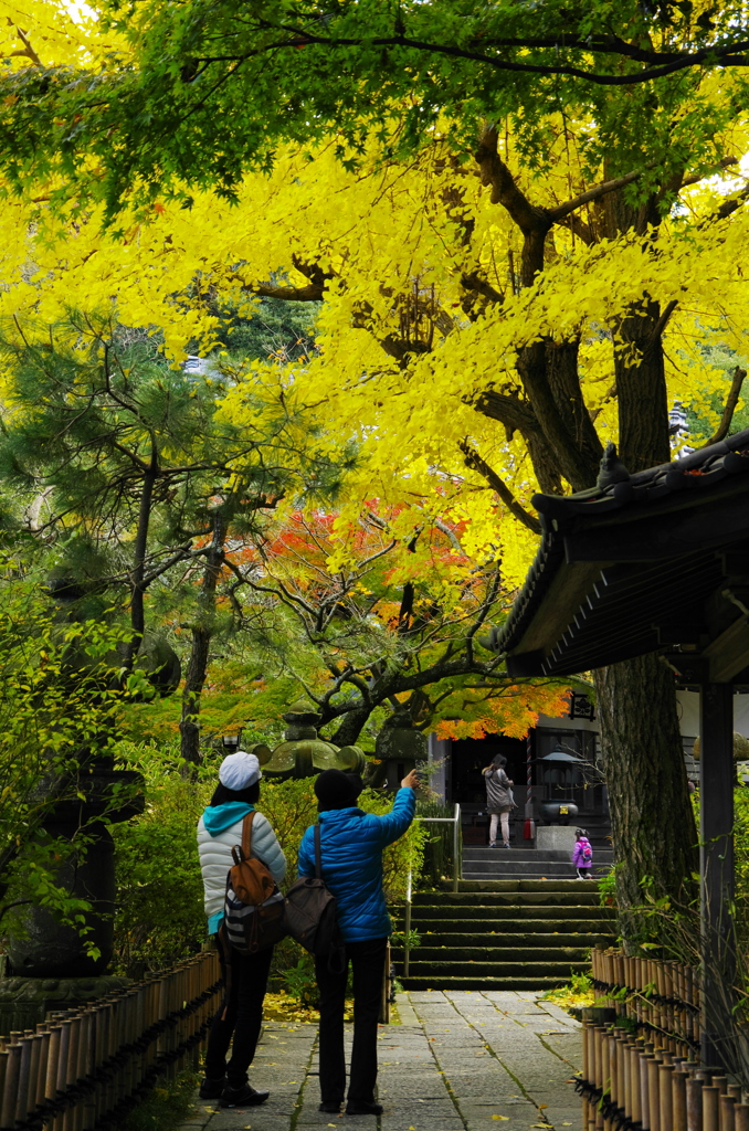 鎌倉紅葉情報2-7（安国論寺）