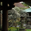 盛りなり（英勝寺）