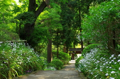 浄智寺　シャガ　GW直前鎌倉花情報