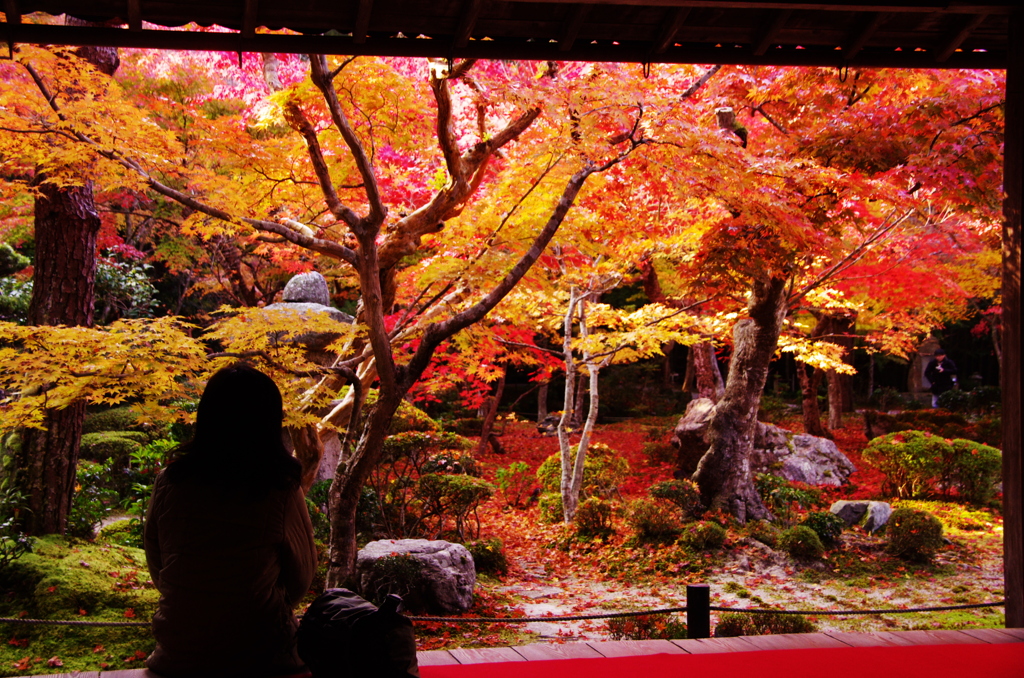 思い出に残る(2010/11撮影　京都　圓光寺）