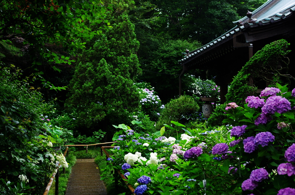 雨に色濃く