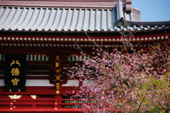 河津桜開花情報（鶴岡八幡宮)0214ご参考