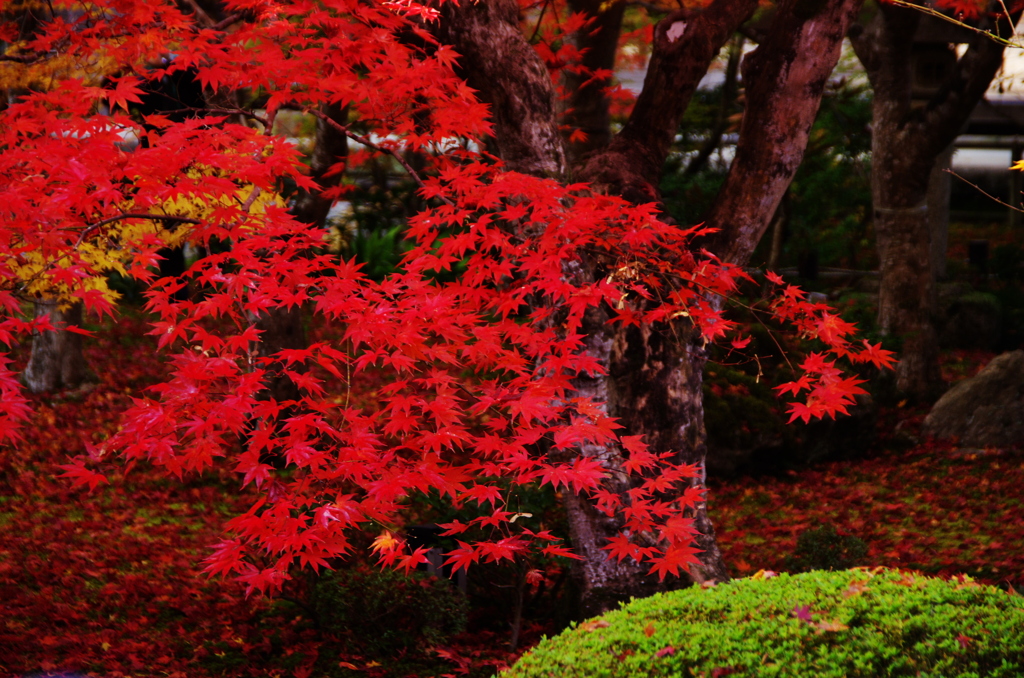 201011紅いづる圓光寺