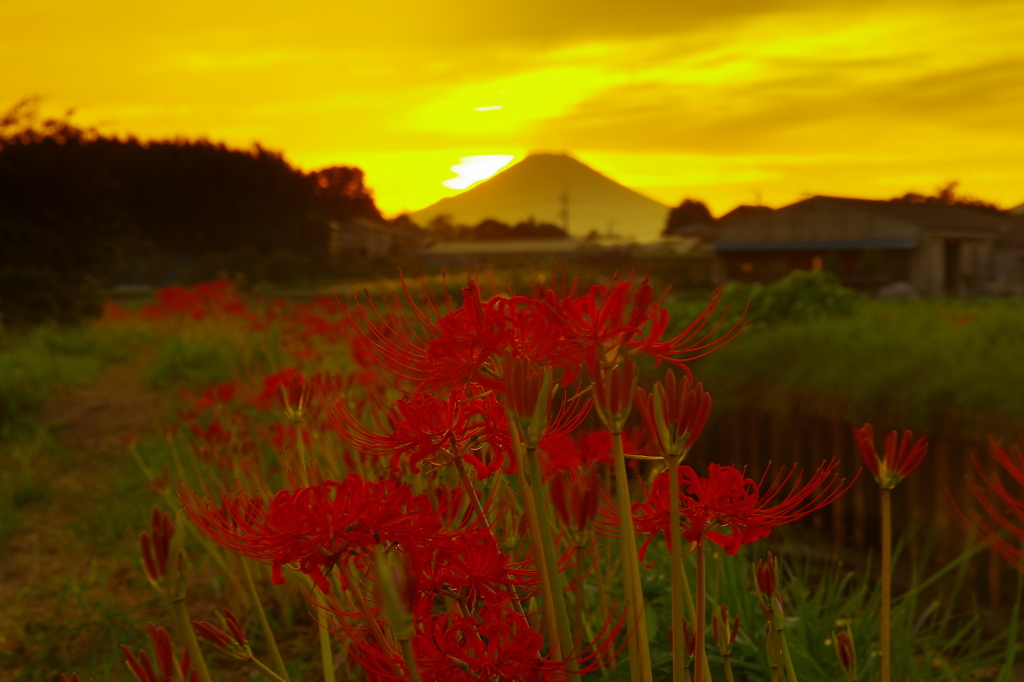 夕映え曼珠沙華