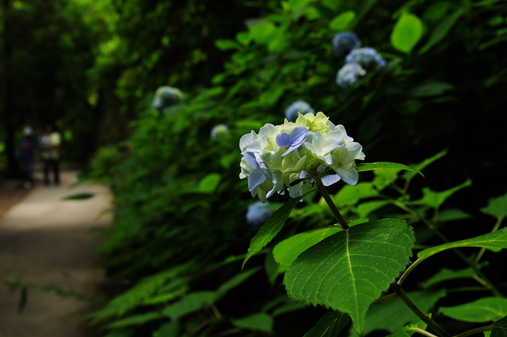 紫陽花小路Ⅱ