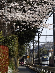 鎌倉花姿（北鎌倉駅裏）