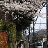 鎌倉花姿（北鎌倉駅裏）