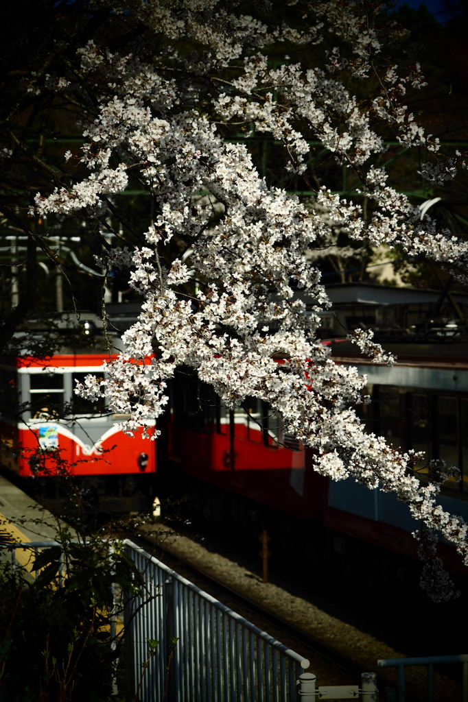 登山電車の春