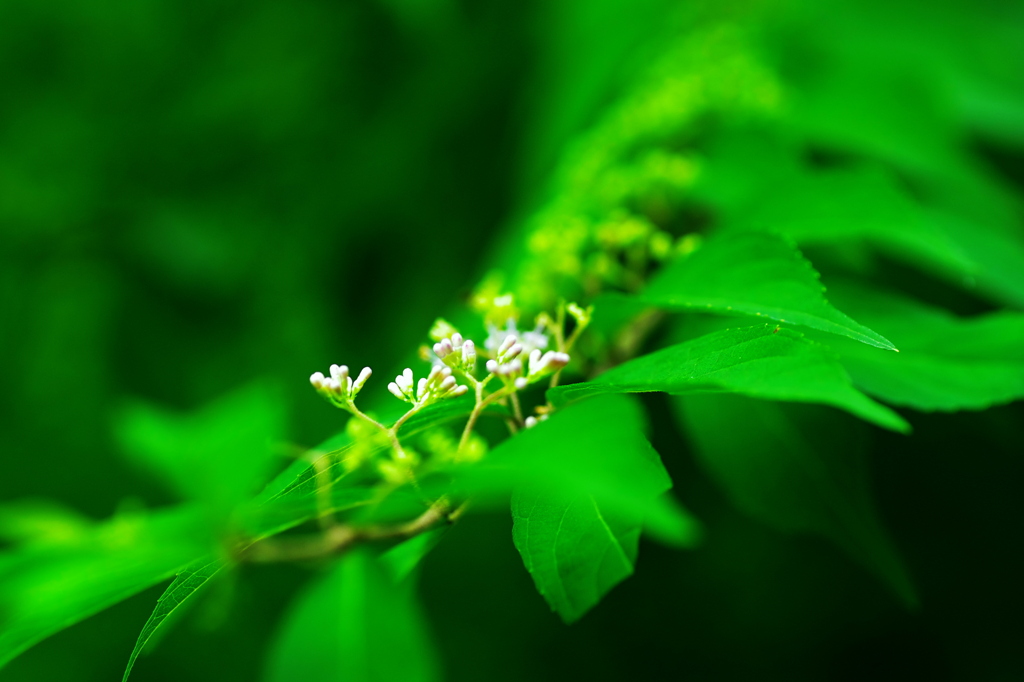 こむらさき　花ほころぶ頃