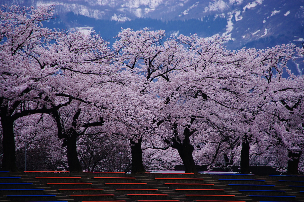 残雪に　映える桜の　懐かしき