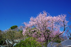 彼岸桜満開