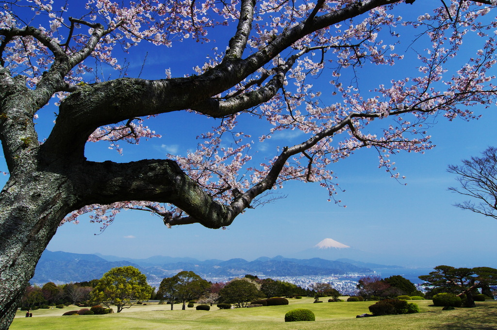 大空に　飛び出しそうな　桜かな