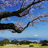 大空に　飛び出しそうな　桜かな