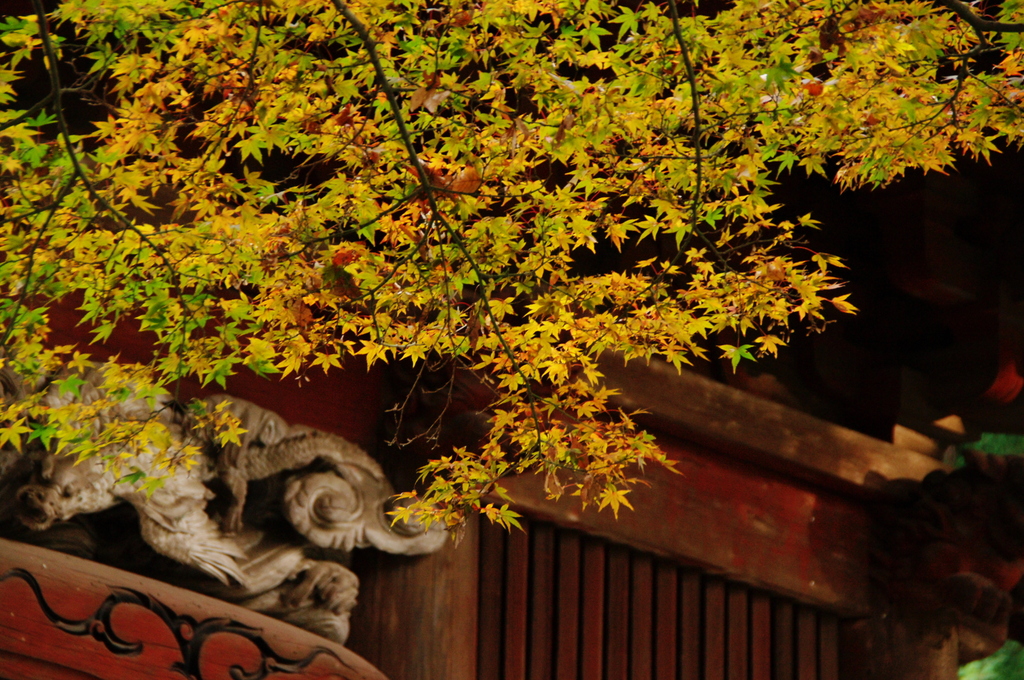 鎌倉紅葉情報Ⅶ（妙本寺-1）