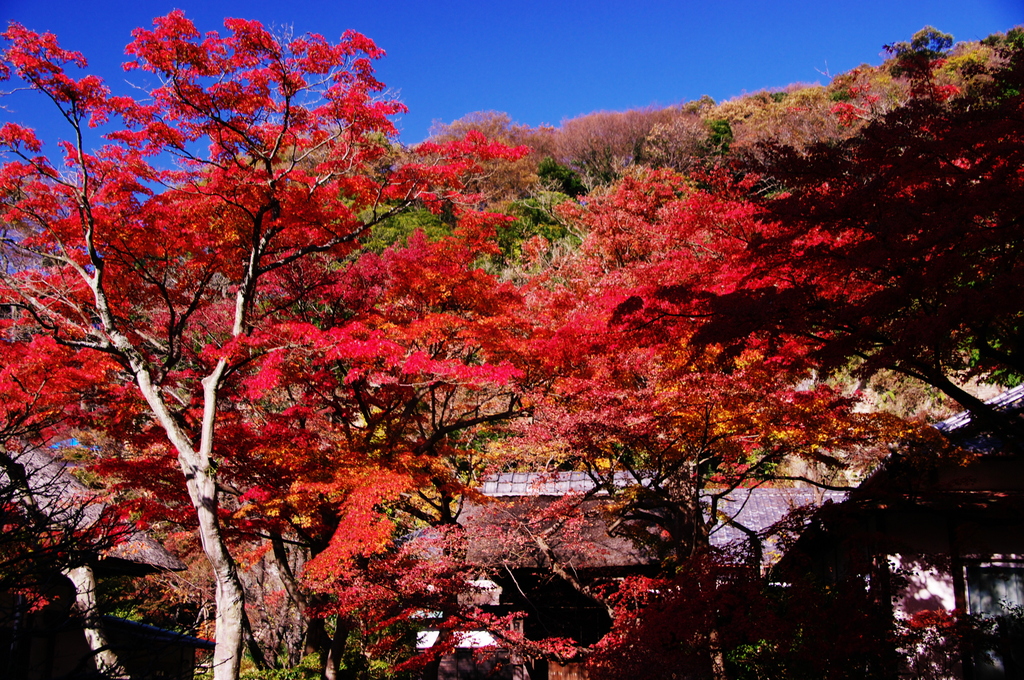 鎌倉紅葉情報ⅩⅡ（碧空と紅と）