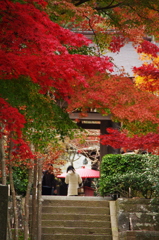鎌倉紅葉情報Ⅳ（海蔵寺2）
