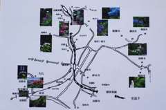 鎌倉紫陽花地図（再掲分）