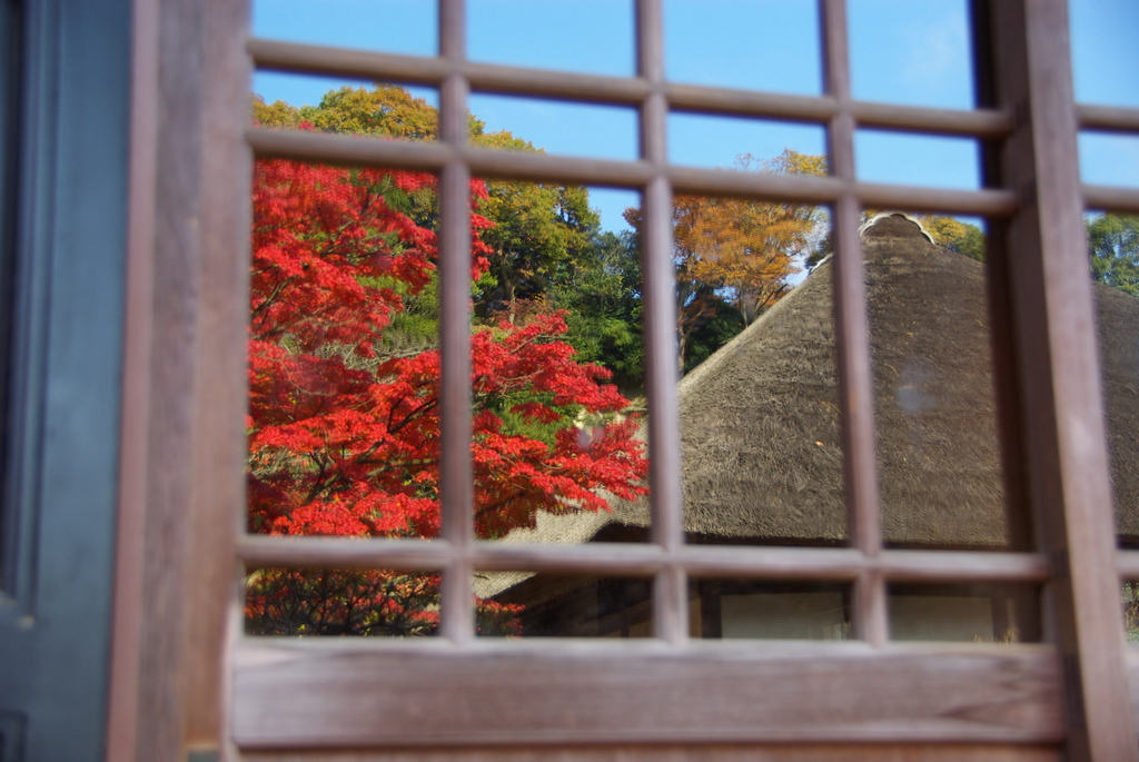 2007秋紅葉4