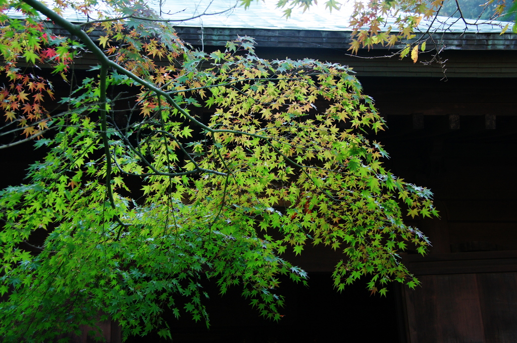 鎌倉ﾌﾟﾚ紅葉情報Ⅲご参考までに（長勝寺）