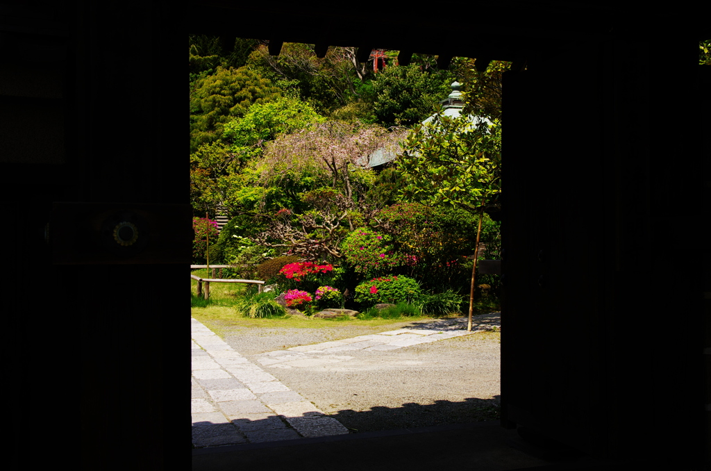 浄光明寺　つつじ　GW直前鎌倉花情報