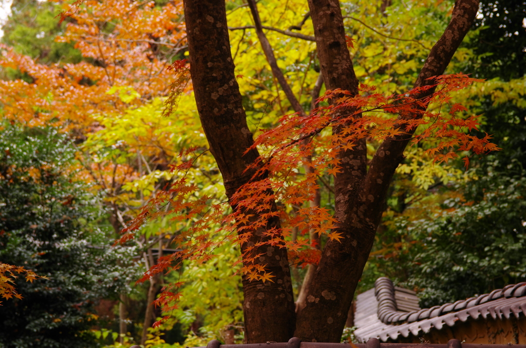 2012年紅葉情景（老欅荘着飾るⅡ）