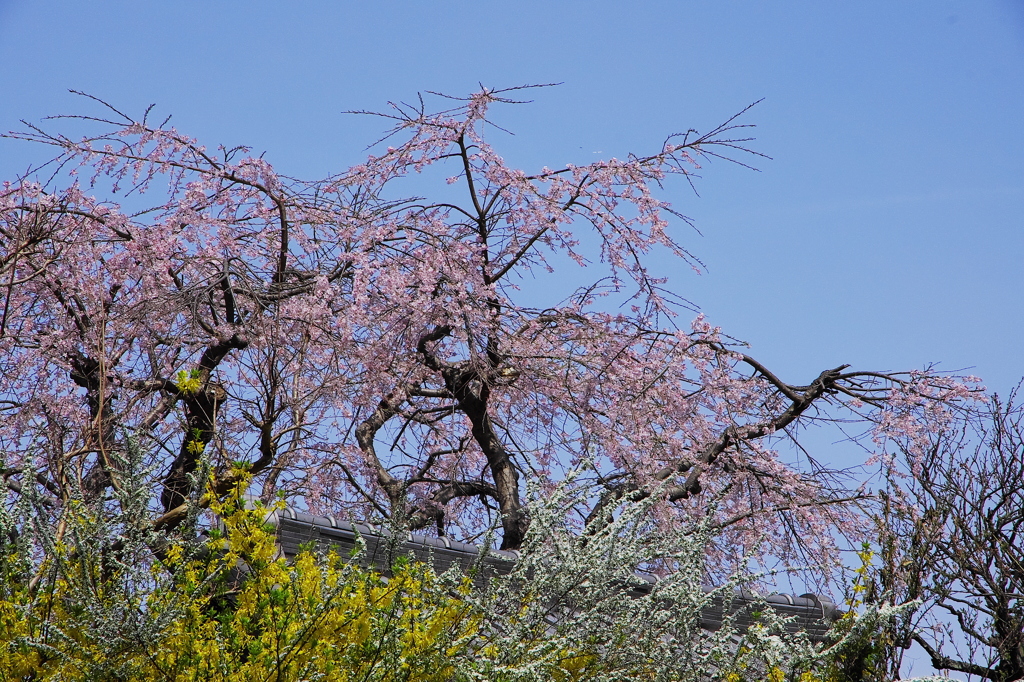 桜姿18（光照寺）