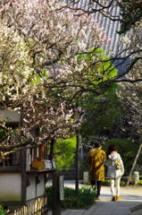 春の日差し（宝戒寺）