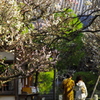 春の日差し（宝戒寺）