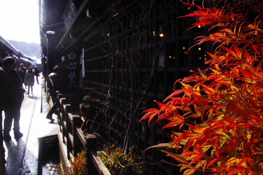 高山旅情（紅も嬉し）
