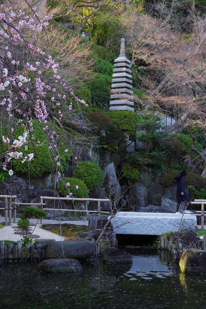 花姿（長谷寺）