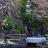 花姿（長谷寺）