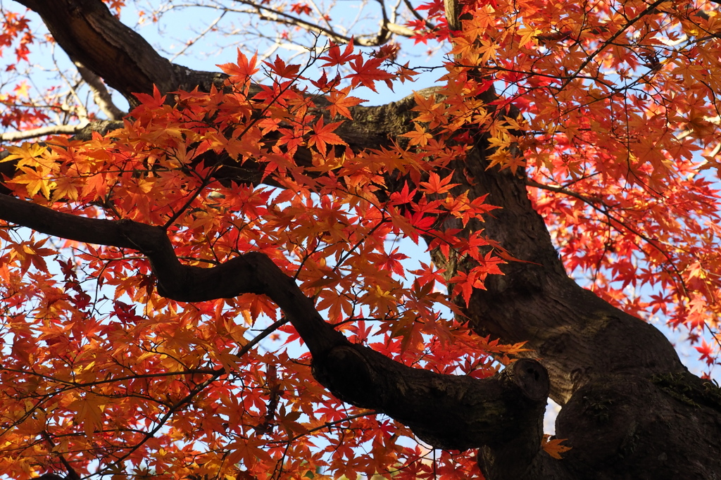 名残紅葉逍遥Ⅰ（東慶寺）