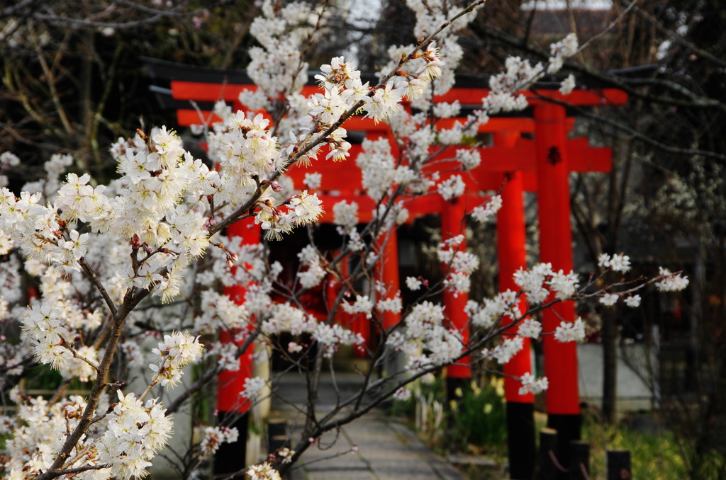 桃桜