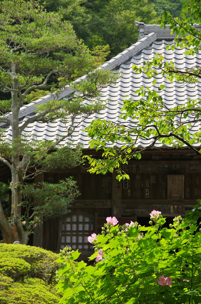 行く夏を惜しんでⅫ（芙蓉）