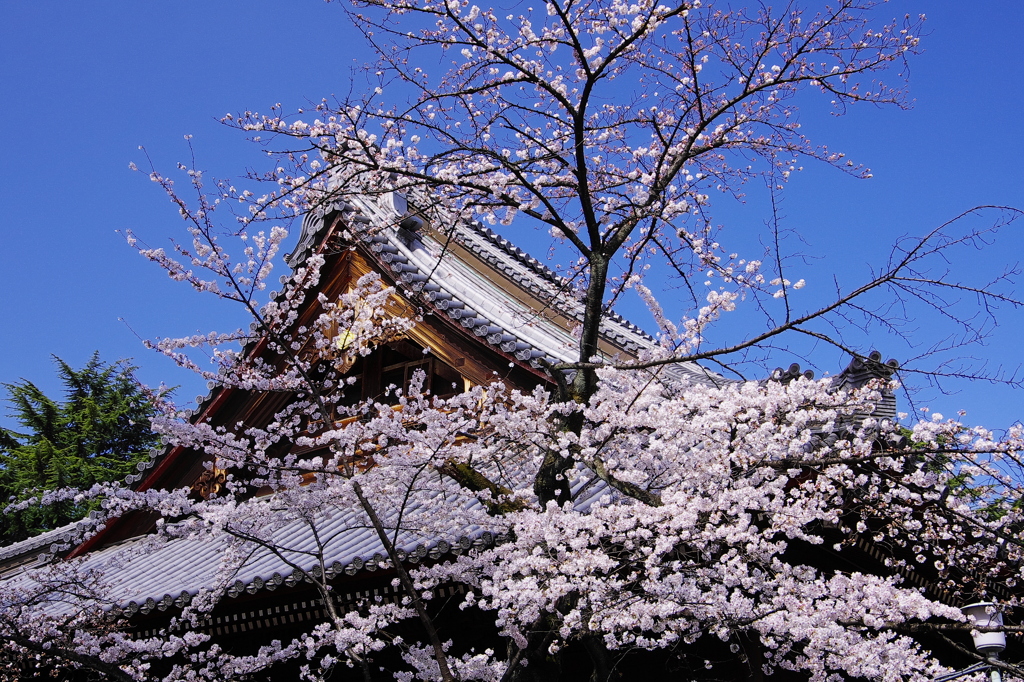 桜姿13（寛永寺2）