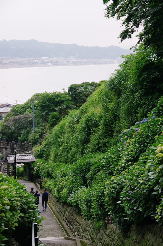 鎌倉紫陽花情報（ご参考：成就院）