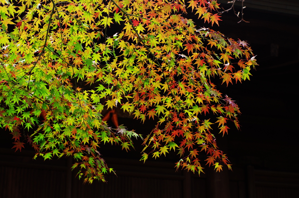 鎌倉プレ紅葉情報Ⅴ（長勝寺2）